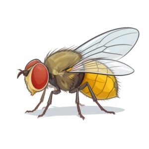 Cartoon fruit fly insect illustration isolated on light background, versatile bug graphic for education and creative designs