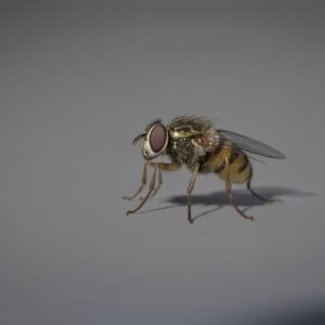 Isolated photorealistic image of a single fruit fly, high-resolution insect detail