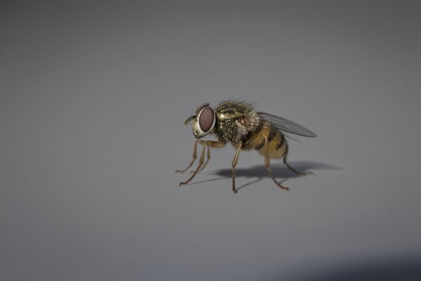 Isolated photorealistic image of a single fruit fly, high-resolution insect detail