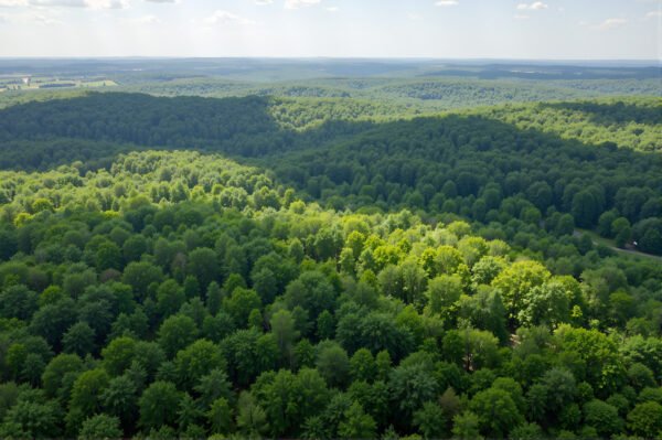 Bird’s eye view of dense forest canopy vibrant green tones daylight scene