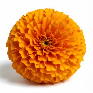 Close up marigold bloom photographed against white background sharp petal structure soft shadow high resolution product style floral image
