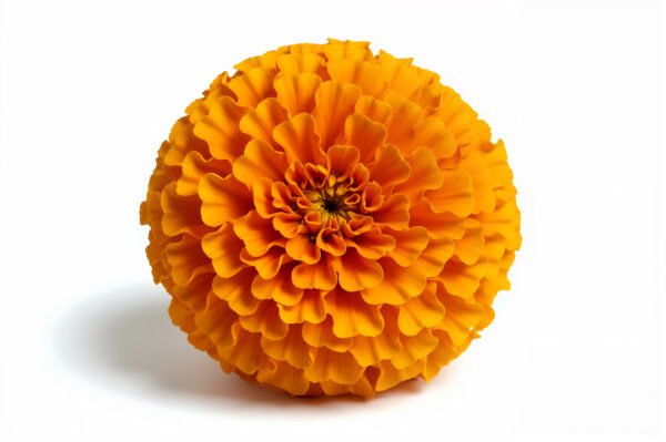 Close up marigold bloom photographed against white background sharp petal structure soft shadow high resolution product style floral image