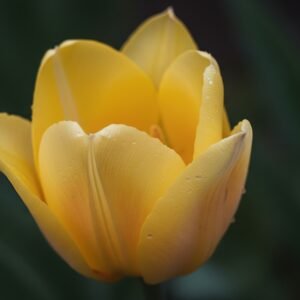 Close up of yellow tulip with subtle gradient tones crisp petal edges dark blurred background for contrast realistic botanical focus.