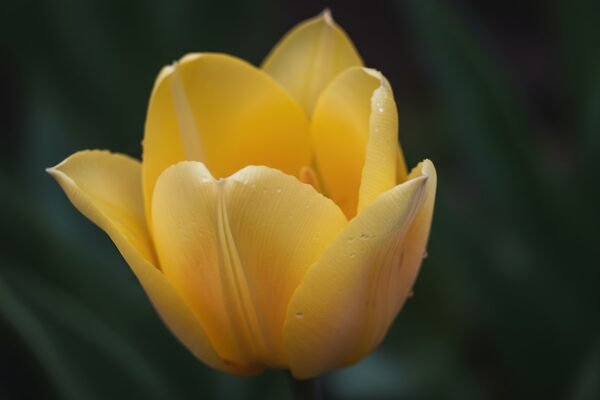 Close up of yellow tulip with subtle gradient tones crisp petal edges dark blurred background for contrast realistic botanical focus.