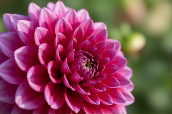 Detailed macro shot of a dahlia bloom with layered petals in deep pink tones natural light bokeh background high resolution botanical quality.