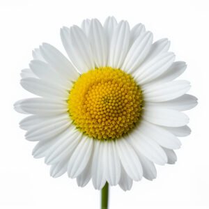 Single daisy flower isolated on white background crisp petals bright lighting high resolution studio capture