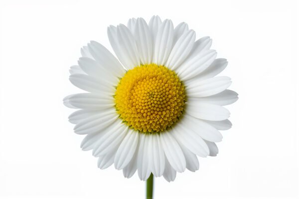 Single daisy flower isolated on white background crisp petals bright lighting high resolution studio capture
