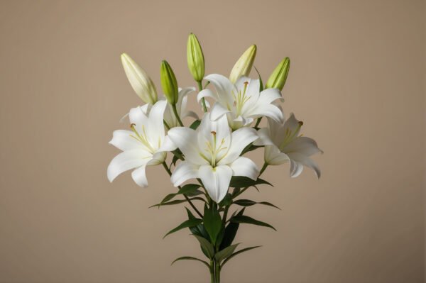 White lily bouquet on neutral background soft studio lighting clean minimal style