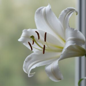 White lily with delicate curved petals and visible stamens soft natural light gentle background blur detailed botanical photography