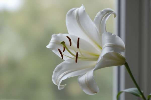 White lily with delicate curved petals and visible stamens soft natural light gentle background blur detailed botanical photography
