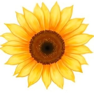 Bright watercolor sunflower with warm yellow petals rich brown center soft blended strokes slight paint splashes isolated on white
