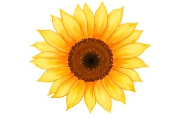 Bright watercolor sunflower with warm yellow petals rich brown center soft blended strokes slight paint splashes isolated on white