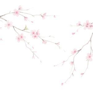 Delicate watercolor painting of cherry blossoms on thin branches soft pastel pink petals light washes gentle gradients white background airy and elegant style.