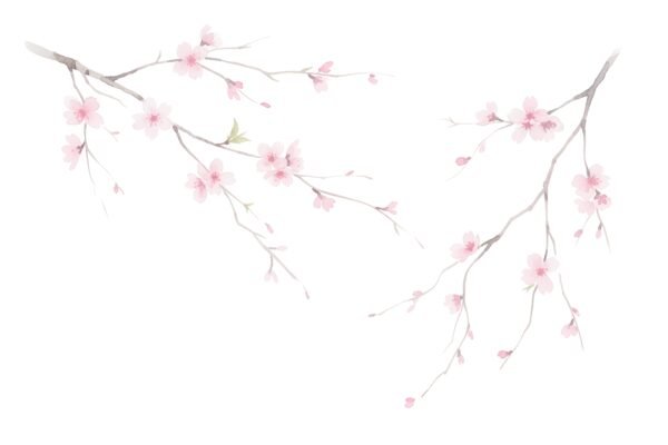 Delicate watercolor painting of cherry blossoms on thin branches soft pastel pink petals light washes gentle gradients white background airy and elegant style.