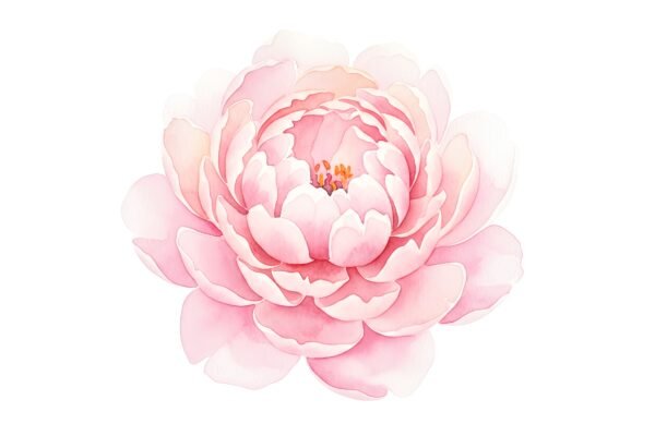 Large watercolor peony with soft pink petals layered texture realistic but airy style soft edges on white background 2