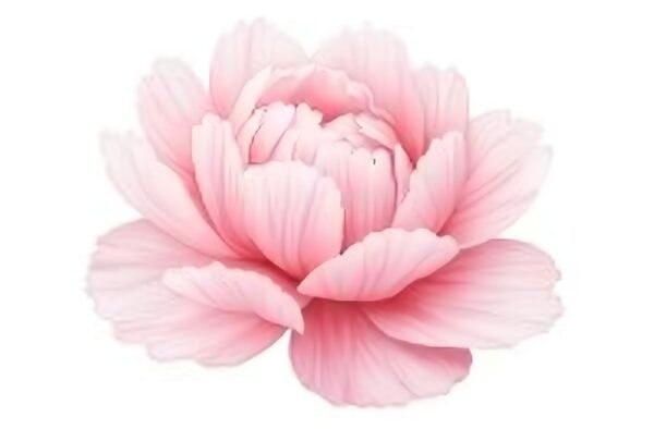 Download this watercolor peony painting with soft pink tones, ideal for floral wall art, feminine branding, botanical prints, and creative stationery.