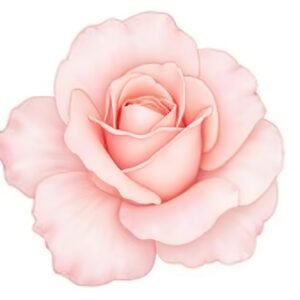 Romantic watercolor rose in soft blush tones gentle overlapping petals smooth color transitions botanical elegance on white background.