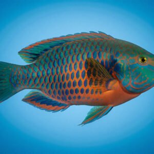 Side view of a parrot fish with turquoise and orange patterns clean blue background studio style aquatic shot