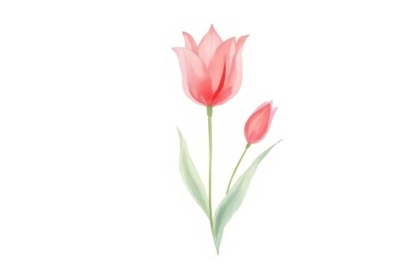 Download free watercolor tulip image featuring pastel gradients, ideal for floral stationery, elegant wall art, botanical prints & feminine design layouts.