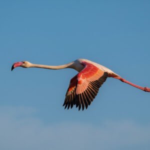 Majestic flamingo in mid flight with wings fully spread vibrant pink feathers flying against clear blue sky dynamic action shot wings extended showing impressive wingspan long neck stretched forward